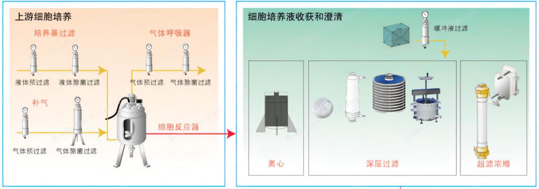 單克隆抗體上游細胞的培養(yǎng)過程	